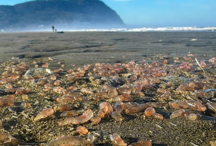 морські огірки, пляж, морські істоти