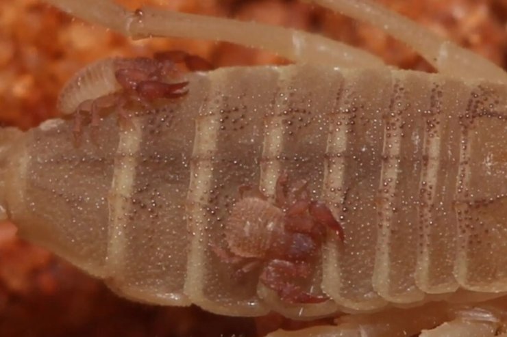 ложный скорпион