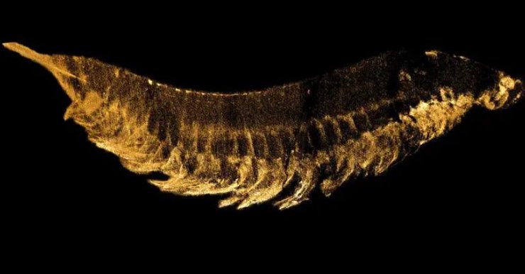 членистоногое останки