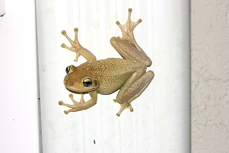 лягушка каннибал куба