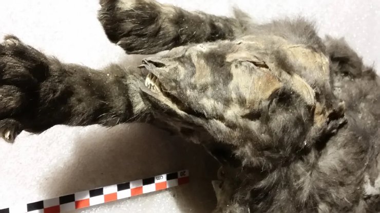 вечная мерзлота щенок