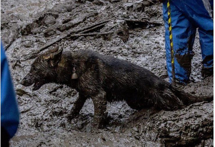 Собака рятувальників Фото: NGnewsgeorgia