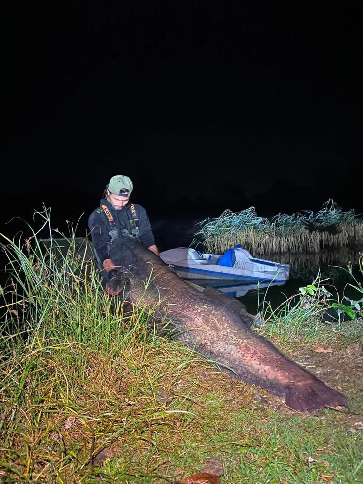 Сом весом 68 кг