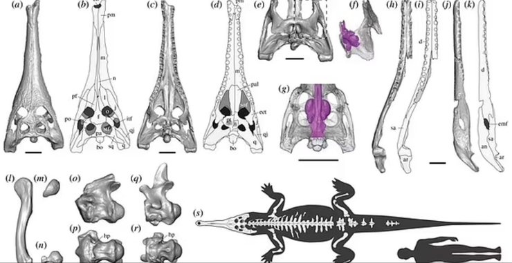 Hanyusuchus sinensis