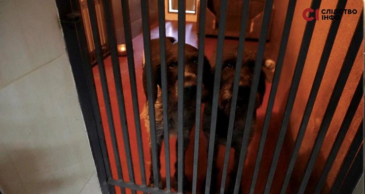 собаки межигорье