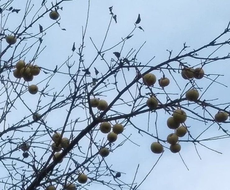 деревья цветут во Львове