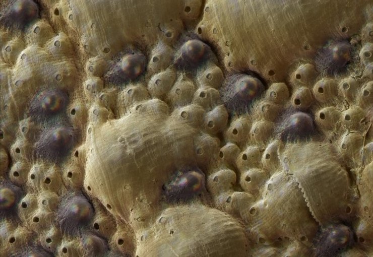 хитоны глаза