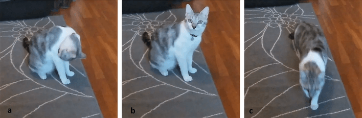 Коты, кот, понимают ли коты, что понимают коты, слышат ли коты, поведение котов, рекакция котов