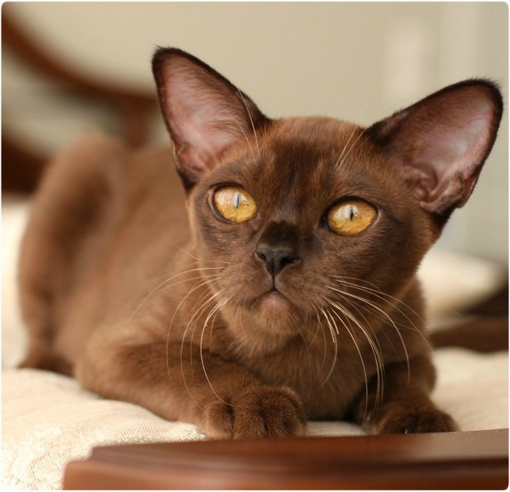 европейская бурма