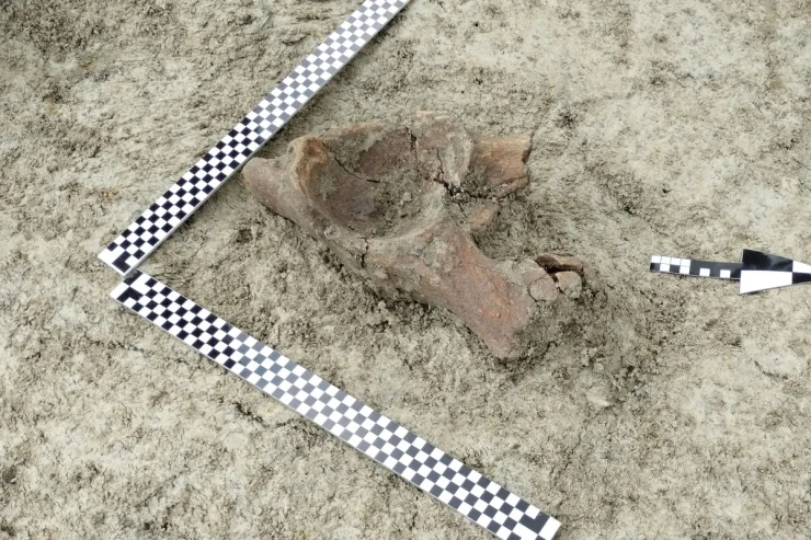 кость мамонта