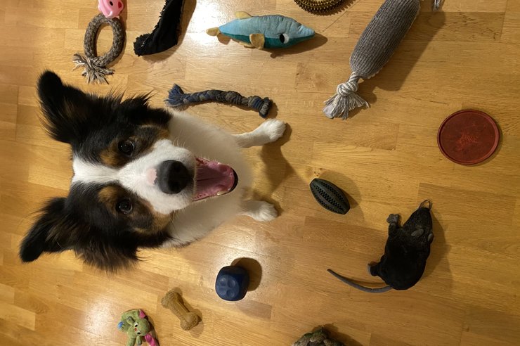пес, іграшки, підлогу, знімок