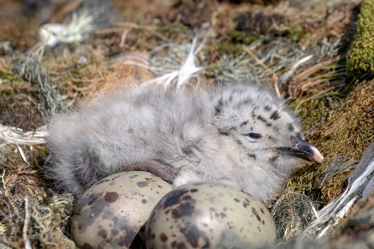 мартин, птенец, Антарктида