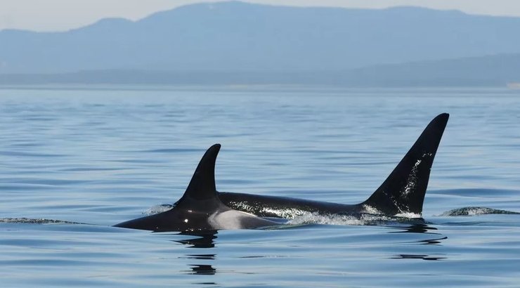 океан, косатки, семья