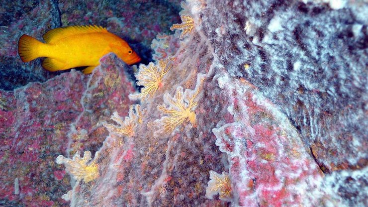 рыба, коралы, вода, снимок