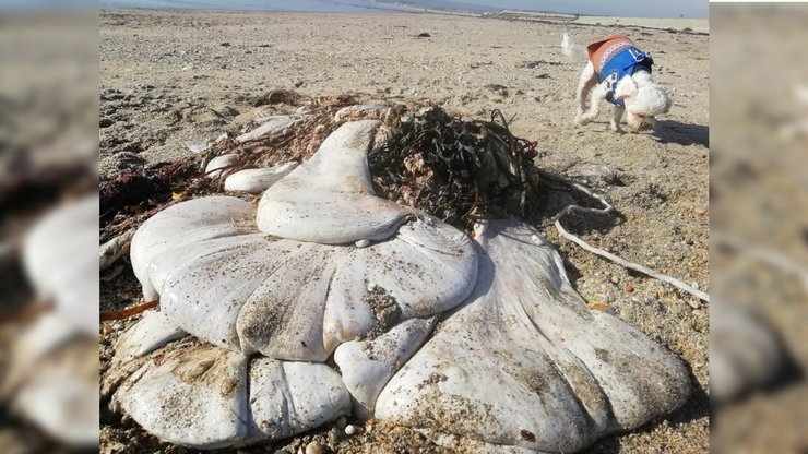 желудок кита