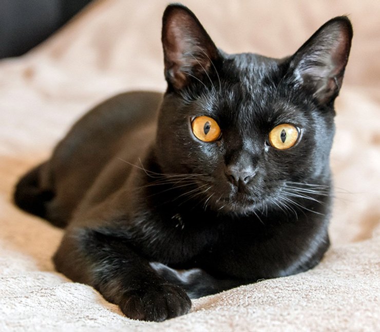 коти, кішки, бомбейська кішка