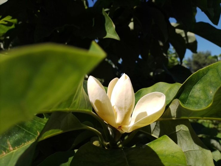 Магнолия цветет в Киеве