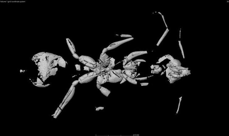 пекельна мураха скам'янілість