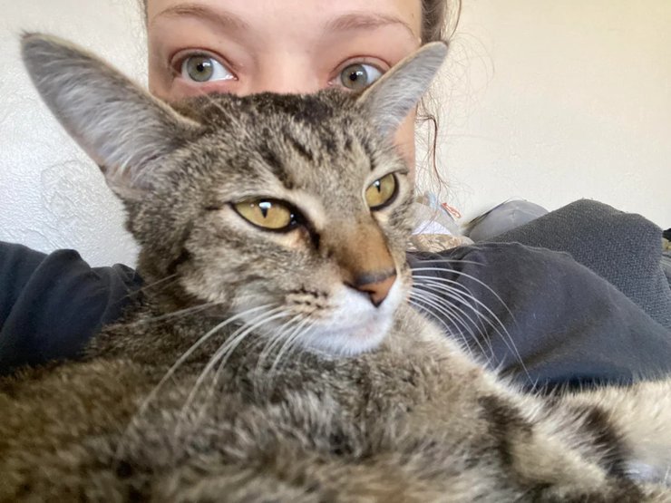 Кошка пропала на 5 недель, а затем постучала в дверь дома своей хозяйки