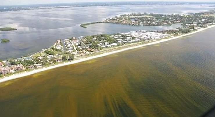 красный прилив водоросли