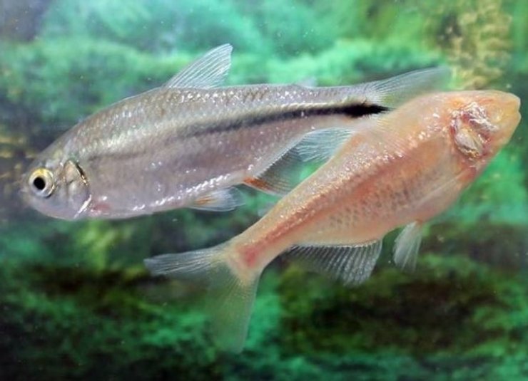 пещерные рыбы без глаз