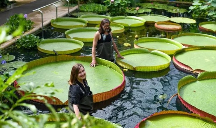 Victoria boliviana, гигантская кувшинка