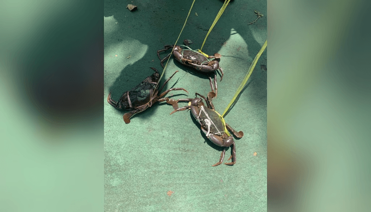 Крабы, крабы на поводце, животные, прогулка