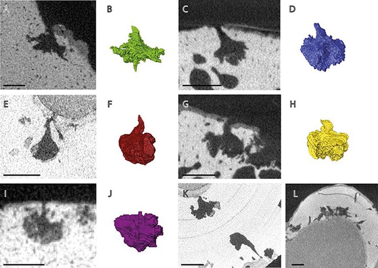 сліди черв'яків на скам'янілостях