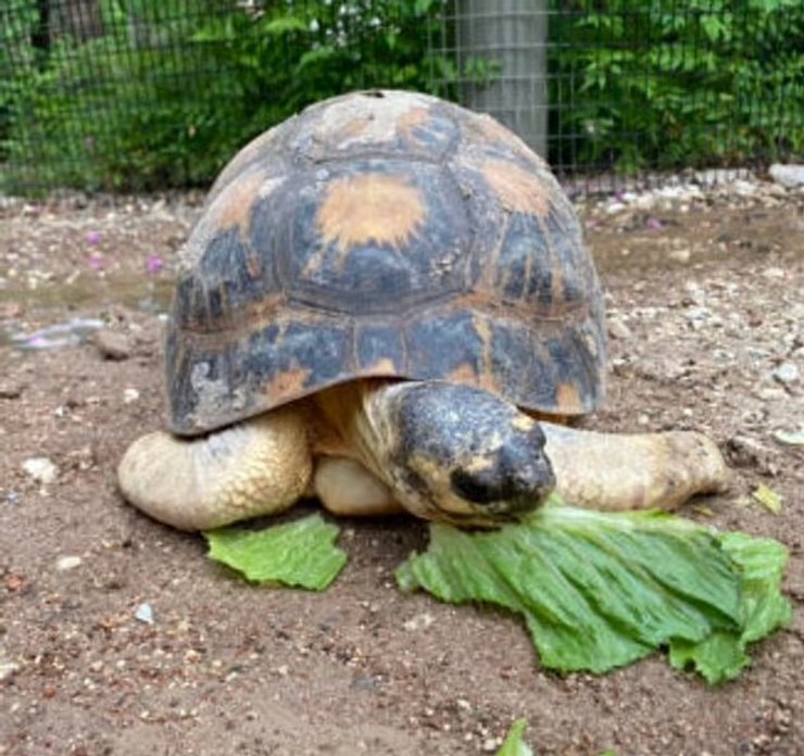 черепаха мистер пиклз