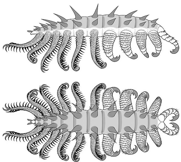 лобоподіан малюнок