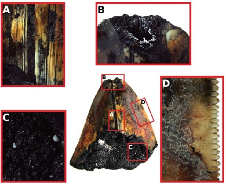 зуб, мегалодон