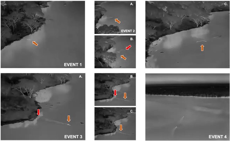леви річка заплив