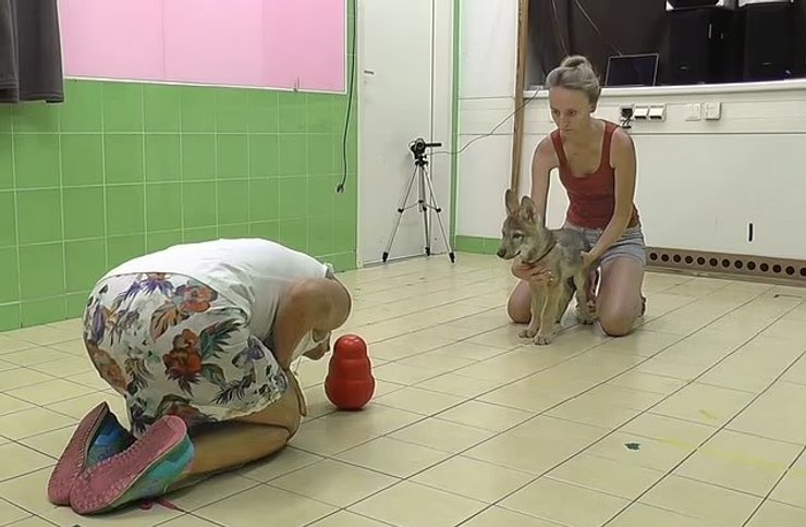 щенки эксперимент