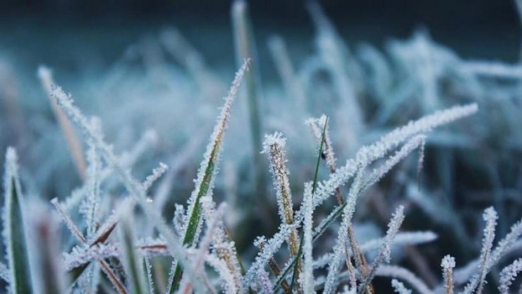 заморозки на траве