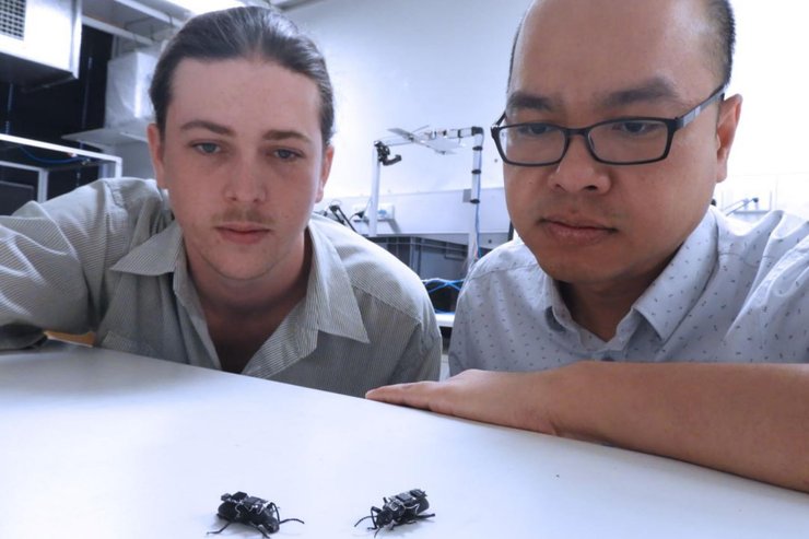 Жуки на радиоуправлении