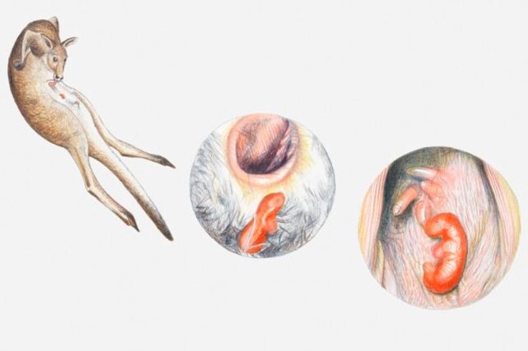 кенгуру роды