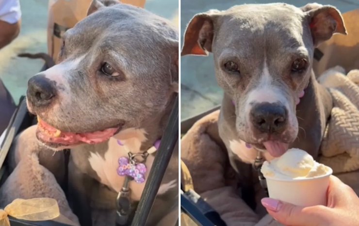 Собака Грейсі їсть морозиво під час свого останнього дня, який господарі влаштували в Лос-Анджелесі