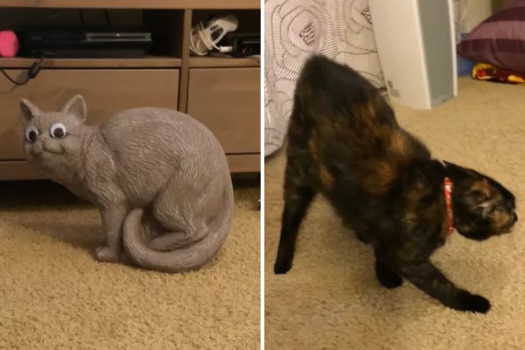 смешная кошка