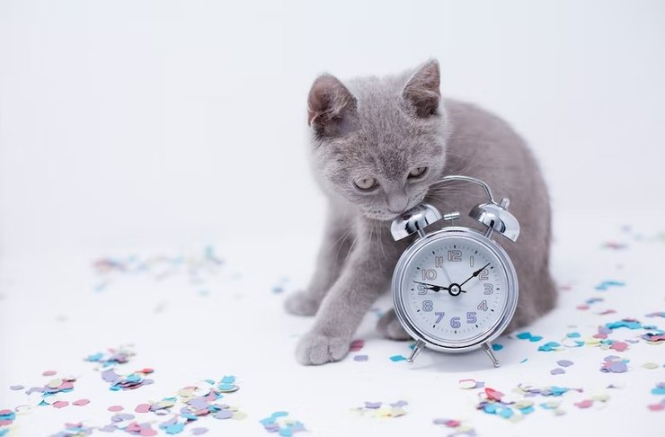 коти, поведінка котів