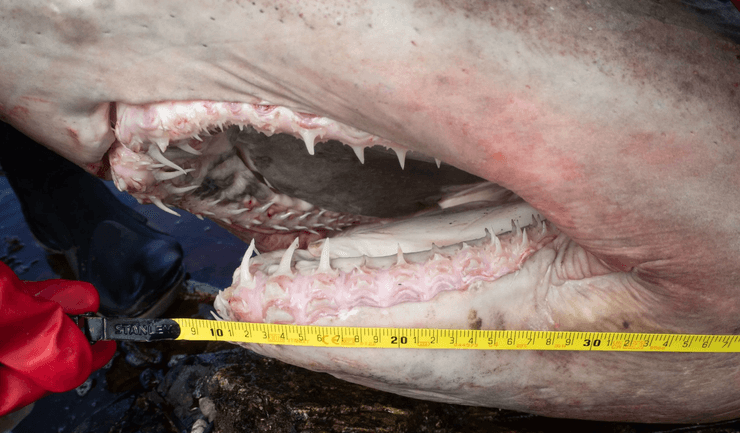 Акула, тирговая акула, зубы, пасть, пасть акулы,