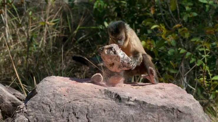 мавпа, камінь