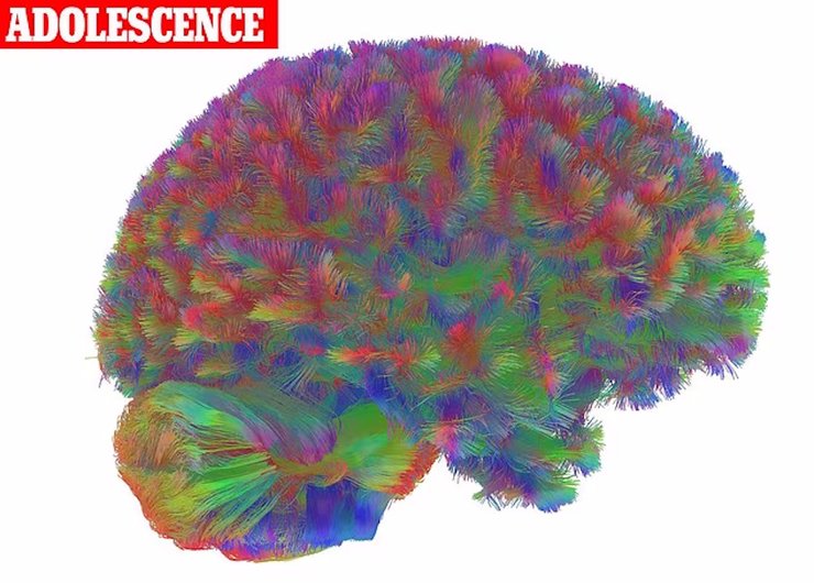 юність мозок