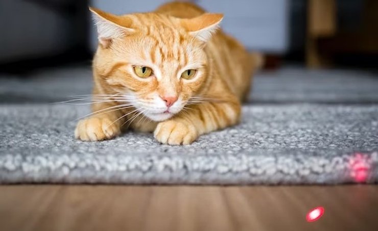 кот, лазер, лазерка указка, игра с лазером, игра с лазерной указкой, игра с котом, кот играет