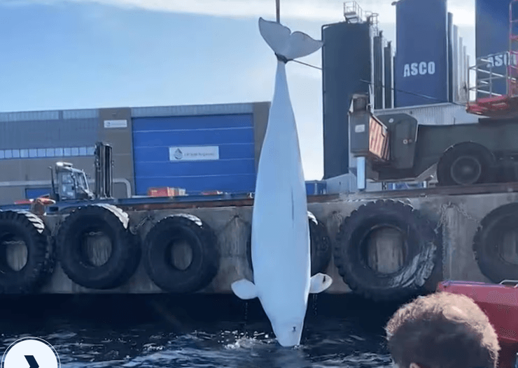 Тварину помітили лежачою на воді в порту міста Ставангер