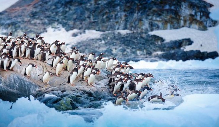 Антарктида, континент, лед, пингвины, холод, предсказание, ледяная пещера,