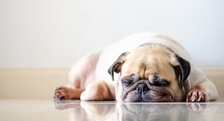 мопс цуценя