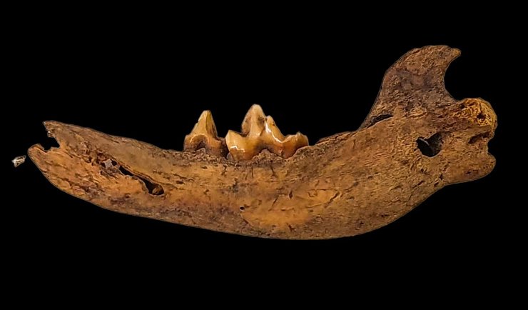 собака динго останки