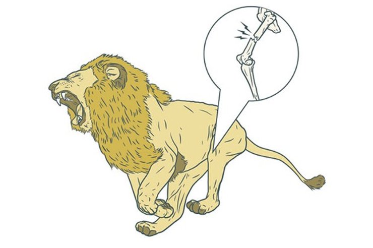 лев, рисунок, кость