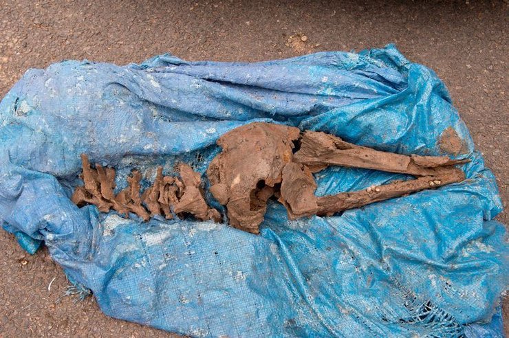 Кістки дельфіна, скелет дельфіна, знахідка, рештки, кістки віком 8 тисяч років, археологи, музей