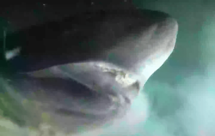 Тупоносая шестижаберная акула, большая акула, древний монстр, морской монстр, монстр из океана, хищник, доисторический морской хищник, старше динозавров